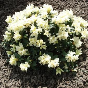 Rhododendron 'Patty Bee'