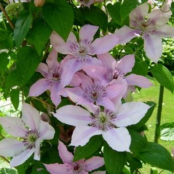 Clematis 'Hagley Hybrid'