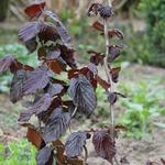 Corylus avellana 'Red Majestic' - Rode Krulhazelaar, Rode kronkelhazelaar - Corylus avellana 'Red Majestic'