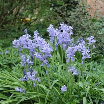 Hyacinthoides hispanica