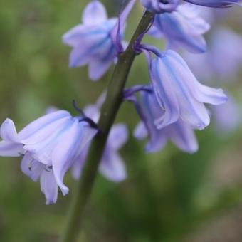 Hyacinthoides hispanica