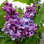 Syringa vulgaris 'Charles Joly' - Sering