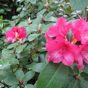 Rhododendron 'Anna Rose Whitney'