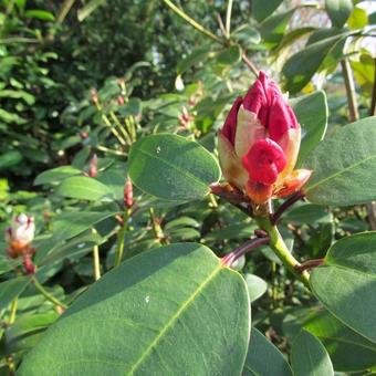 Rhododendron 'Anna Rose Whitney'