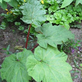 Rheum palmatum var. tanguticum