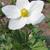 Anemone sylvestris