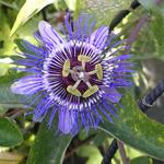 Passiflora caerulea 'Purple Haze' - Passiebloem - Passiflora caerulea 'Purple Haze'