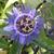 Passiflora caerulea 'Purple Haze'