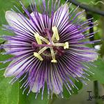 Passiflora 'Violetta' - Passieflora