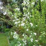 Malus domestica 'Golden delicious' - Appel - Malus domestica 'Golden delicious'