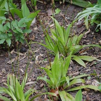 Carex plantaginea