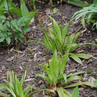 Zegge - Carex plantaginea