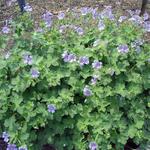 Geranium renardii 'Stephanie' - Ooievaarsbek