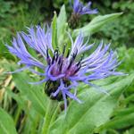 Korenbloem - Centaurea montana