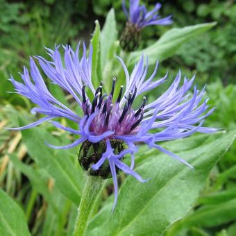 Centaurea montana