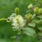 Fothergilla  - Lampepoetsersstruik