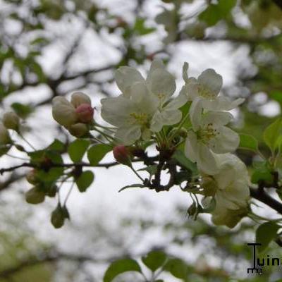 Sierappel - Malus 'Evereste'