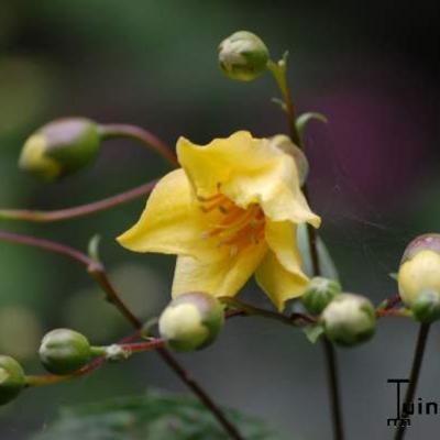 Japanse wasbloem - Kirengeshoma palmata