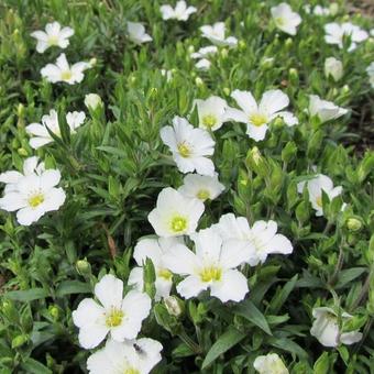 Arenaria montana