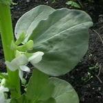 Vicia faba - Tuinbonen