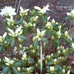 Rhododendron  'Olga Niblett' - Japanse Azalea