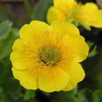 Geum montanum