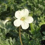 Erodium chrysanthum - Reigersbek