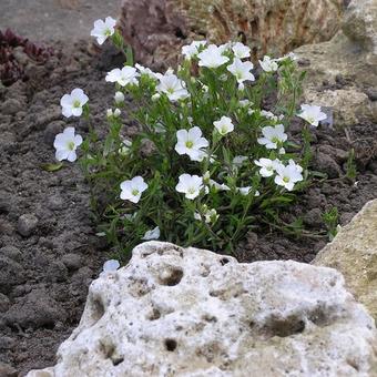 Arenaria montana