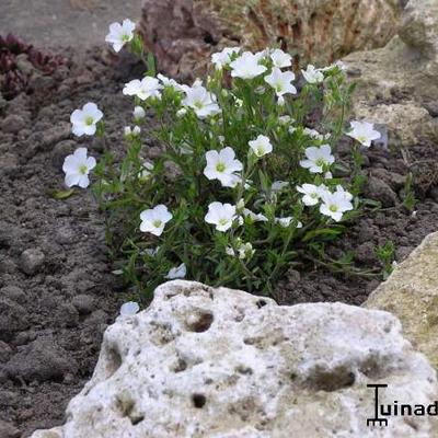 Zandkruid - Arenaria montana