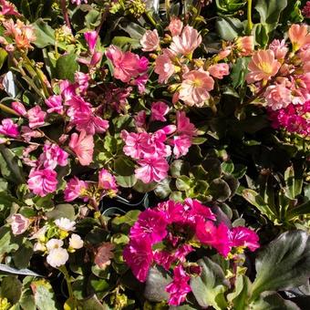 Lewisia cotyledon 'Regenbogen'