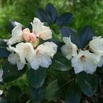 Rhododendron yakushimanum 'Volker' - Rododendron