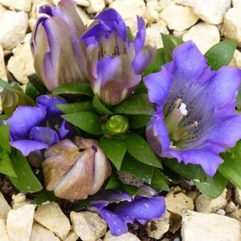 Gentiana scabra 'Rocky Diamond Blue'