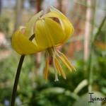 Erythronium - Hondstand