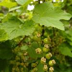 Ribes rubrum 'Jonkheer van Tets' - Aalbes, Rode bes