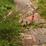 Cytisus scoparius 'Maria Burkwood' - Brem