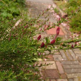 Cytisus scoparius 'Maria Burkwood'