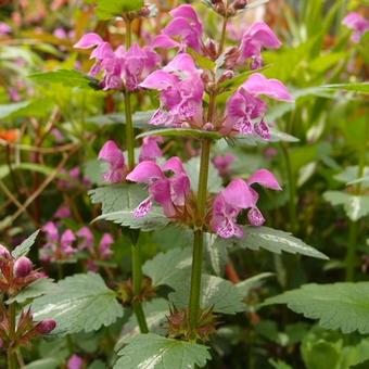 Lamium maculatum