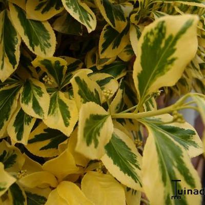 Euonymus fortunei 'Emerald'n Gold' - Kardinaalshoed, Kardinaalsmuts