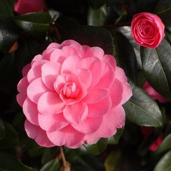 Camellia japonica