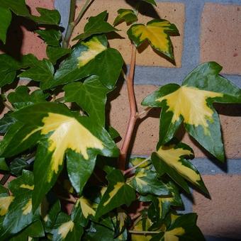 Hedera helix 'Gold Heart'