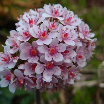 Darmera peltata