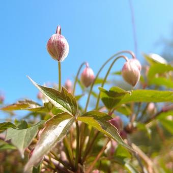 Clematis montana var. rubens