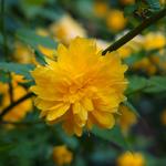 Ranonkelstruik - Kerria japonica 'Pleniflora'