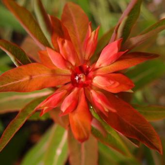 Euphorbia griffithii 'Fireglow'