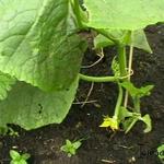 Cucumis sativus - Komkommer