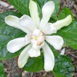 Calycanthus 'Venus' - Calycanthus