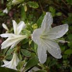 Rhododendron  'Palestrina' - Azalea, Rododendron