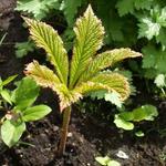 Rodgersia pinnata - Kijkblad, Schout bij Nacht