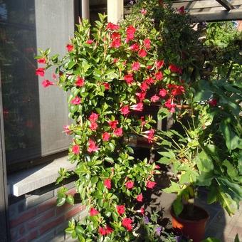 Mandevilla 'SUNDAVILLE Red'