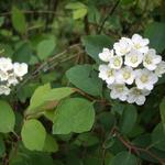 Spierstruik - Spiraea x vanhouttei